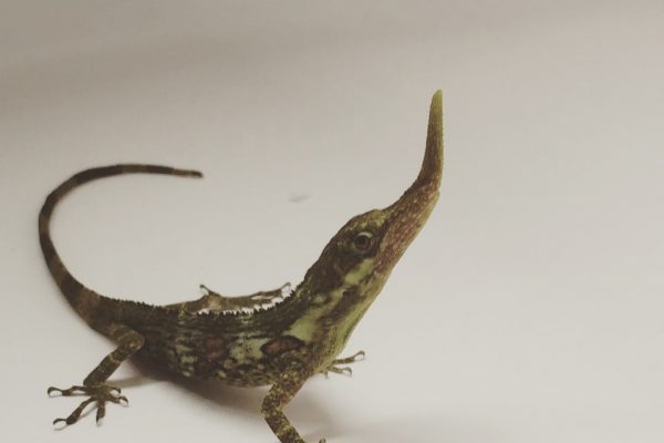 Anolis_proboscis